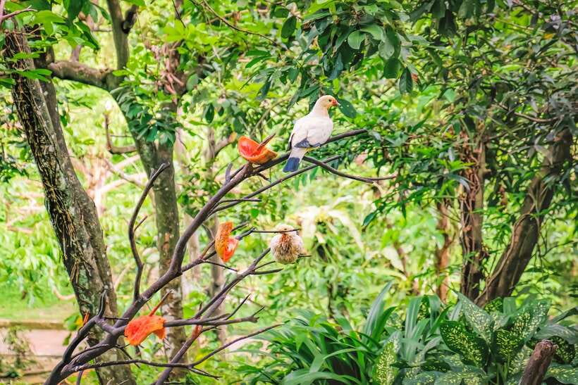 Kuala Lumpur: Bird Park Day Ticket & 1-Way Transfer - Why the free-flight design changes the visit