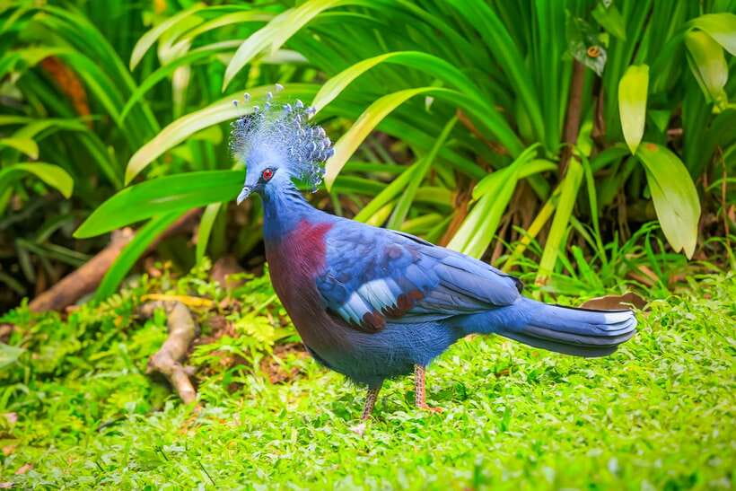Kuala Lumpur: Bird Park Day Ticket & 1-Way Transfer - Zone 4: a different kind of bird encounter