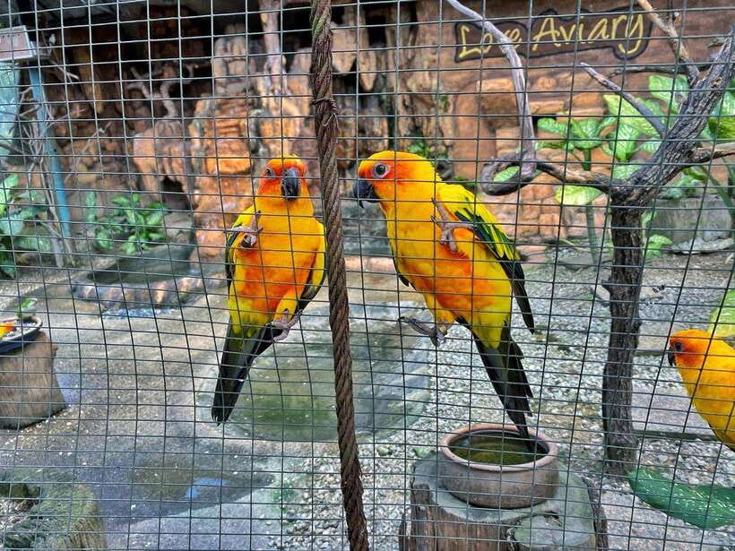Kuala Lumpur: Bird Park Day Ticket & 1-Way Transfer - Parrot interaction and family appeal