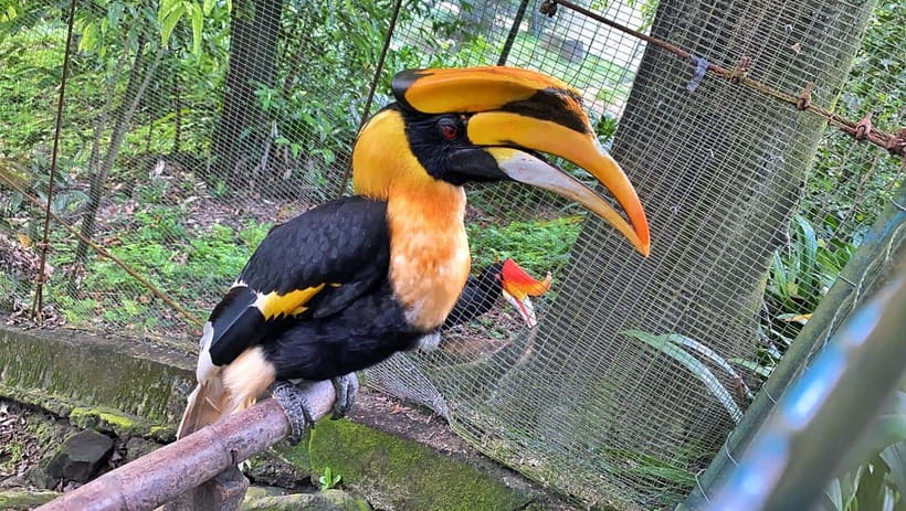 Kuala Lumpur: Bird Park Day Ticket & 1-Way Transfer - The one-way transfer: useful, but only halfway