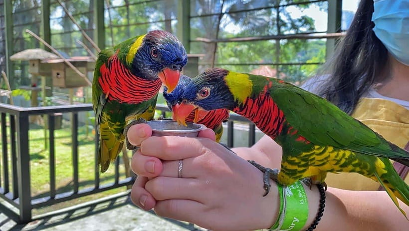 Kuala Lumpur: Bird Park Day Ticket & 1-Way Transfer - Solo pickup and areas outside the Golden Triangle