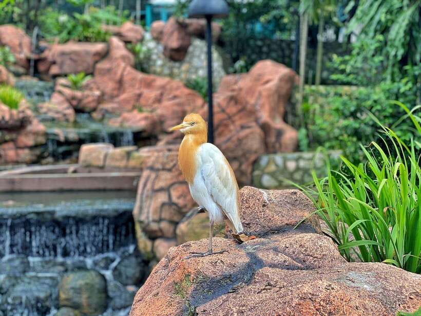 Kuala Lumpur: Bird Park Day Ticket & 1-Way Transfer - How to prepare for a comfortable visit