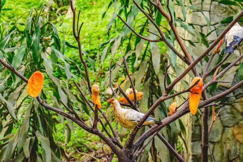 Kuala Lumpur: Bird Park Day Ticket & 1-Way Transfer - Zones 1, 2, and 3: walking beneath free-flying birds