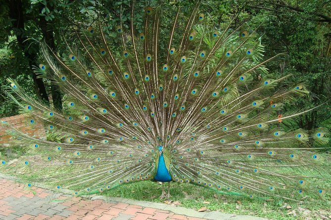 Kuala Lumpur Bird Park With Return Transfers - The value of the $51 price