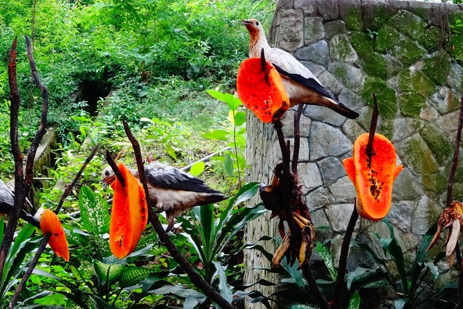 Kuala Lumpur Bird Park With Return Transfers - What the driver adds to the experience