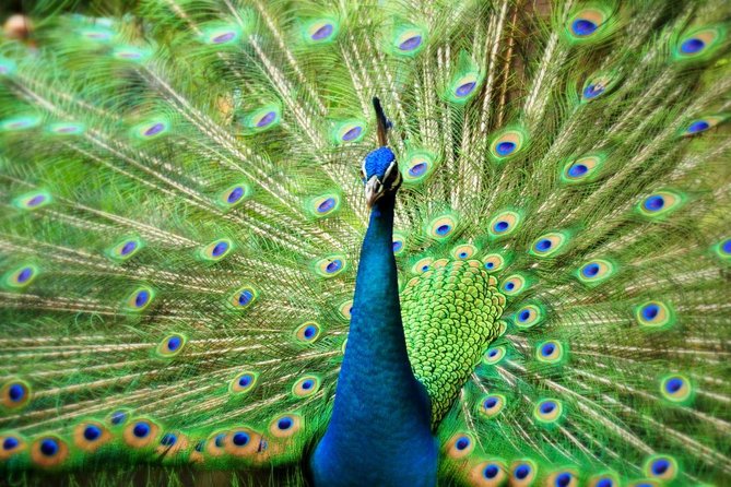 Kuala Lumpur Bird Park With Return Transfers - Who should book this experience?