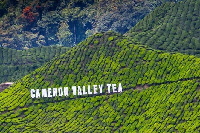 Kuala Lumpur: Cameron Highlands & Batu Caves Private Day Tour - Cameron Bharat Tea Estate and the first cup