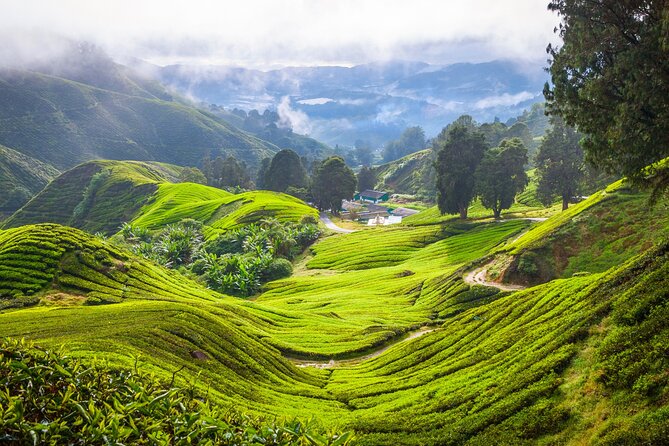 Kuala Lumpur: Cameron Highlands & Batu Caves Private Day Tour - Brinchang and an introduction to Orang Asli culture