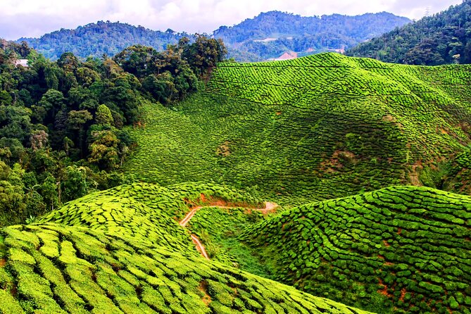 Kuala Lumpur: Cameron Highlands & Batu Caves Private Day Tour - Cactus Valley, a colorful half-hour stop