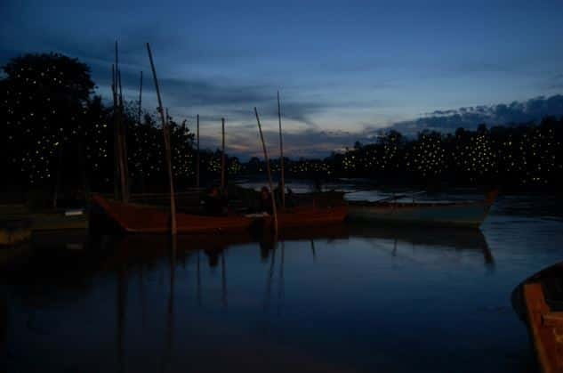 Kuala Lumpur: Fireflies & Blue Tears Tour with Seafood Meal - The evening in five memorable moments