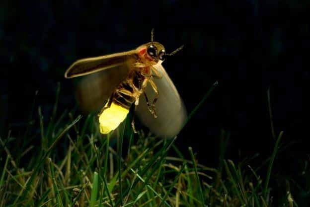 Kuala Lumpur: Fireflies & Blue Tears Tour with Seafood Meal - Melawati Hill and the silver leaf monkeys