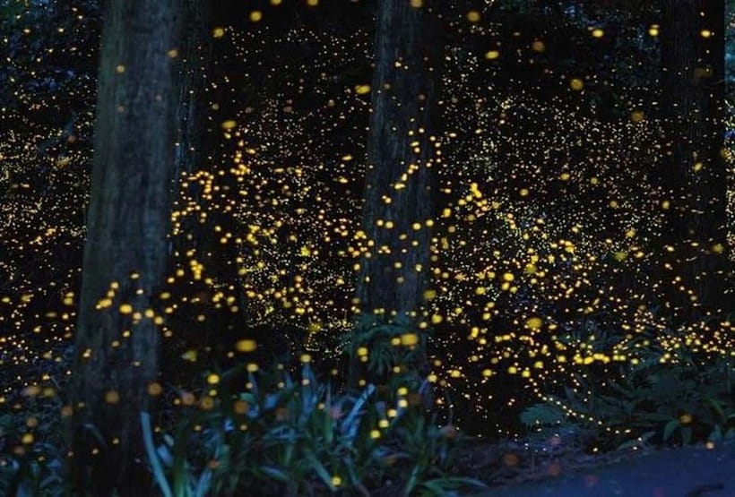 Kuala Lumpur: Fireflies Tour with Dinner and Hotel Pickup - Melawati Hill and Kota Melawati