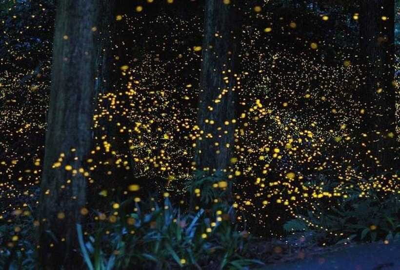 Kuala Lumpur: Fireflies Tour with Dinner and Hotel Pickup - The Selangor River firefly boat ride