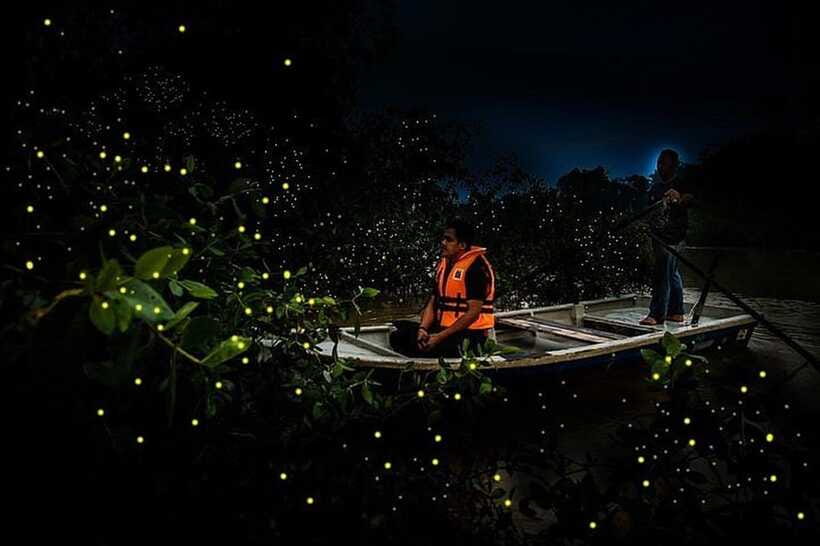 Kuala Lumpur: Fireflies Tour with Dinner and Hotel Pickup - Price, group size, and overall value