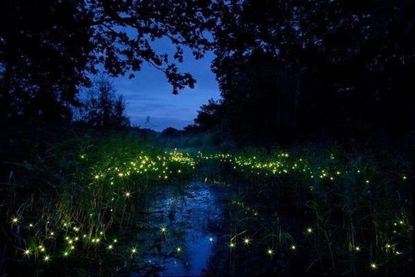 Kuala Lumpur: Fireflies Tour with Dinner and Hotel Pickup - Practical tips for a smoother day