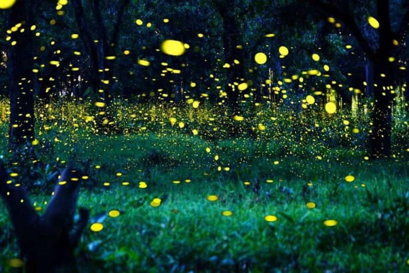 Kuala Lumpur: Fireflies Tour with Dinner and Hotel Pickup - Hotel pickup from Kuala Lumpur