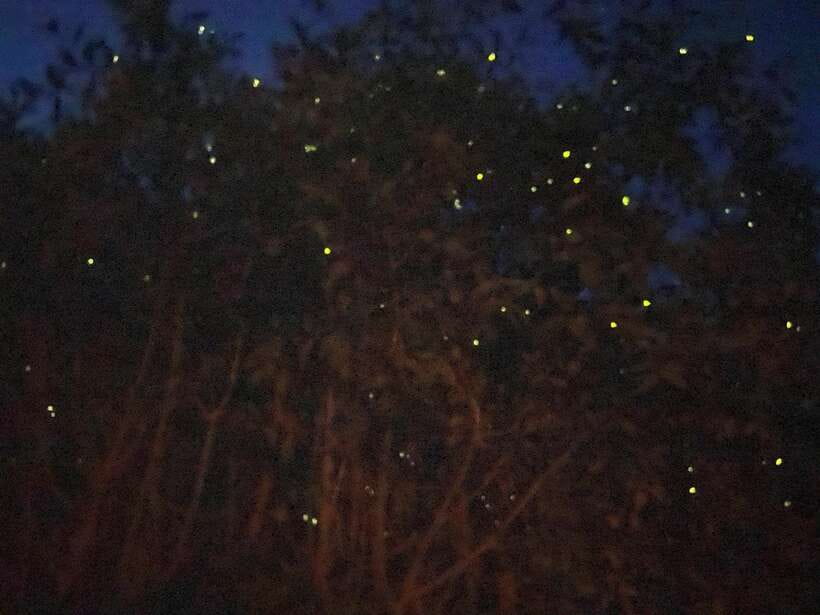 Kuala Lumpur: Kuala Selangor Fireflies and Blue Tears Tour - Key things to know before booking