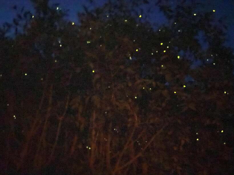 Kuala Lumpur: Kuala Selangor Fireflies and Blue Tears Tour - Why this evening trip works so well from Kuala Lumpur