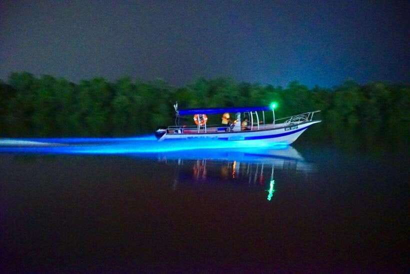 Kuala Lumpur: Kuala Selangor Fireflies and Blue Tears Tour - Meeting the silvered leaf monkeys and macaques