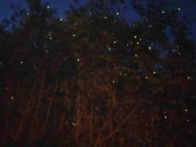 Kuala Lumpur: Kuala Selangor Fireflies and Blue Tears Tour - Hunting for the Blue Tears