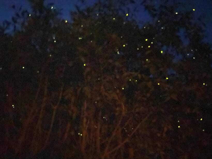 Kuala Lumpur: Kuala Selangor Fireflies and Blue Tears Tour - Weather, traffic, and the shared-tour tradeoffs