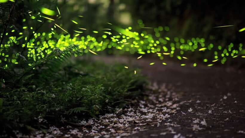 Kuala Lumpur: Kuala Selangor Firefly Tour and Dinner - The 4:00 p.m. pickup from Kuala Lumpur
