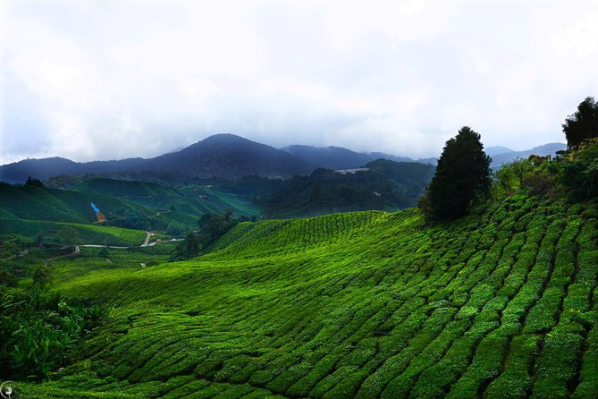 Kuala Lumpur to Cameron Highlands - Why this transfer makes sense for Cameron Highlands