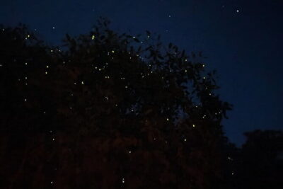 Kuala Selangor Fireflies and Blue Tears Tour with Dinner (SIC)