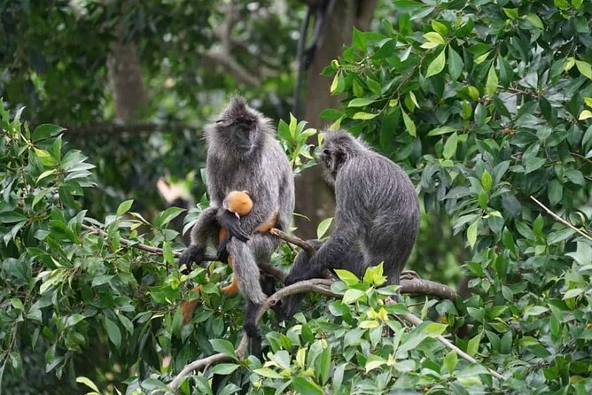Kuala Selangor Fireflies & Nature Escape – From Kuala Lumpur - Seafood dinner before the firefly ride