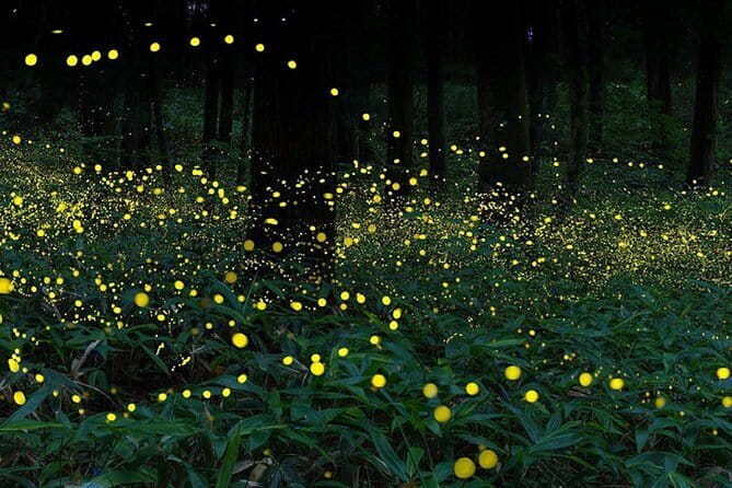 Kuala Selangor Firefly Blinkings Private Tour with Seafood Dinner - Guide quality can shape the whole evening