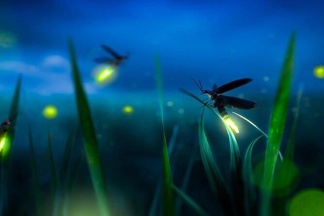 Kuala Selangor Firefly Blinkings Private Tour with Seafood Dinner - The road from Kuala Lumpur to Kuala Selangor