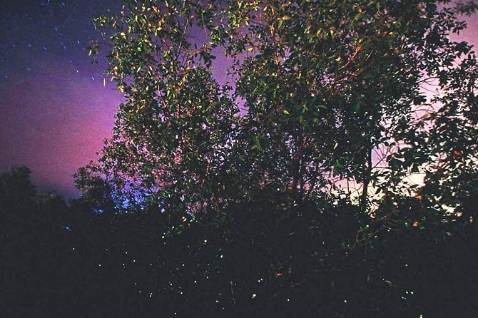 Kuala Selangor Firefly Tour From Kuala Lumpur - Who will enjoy this outing most