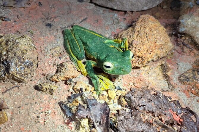 Kubah's Nocturnal Wonders Nighttime Frog Safari - Key points before you book