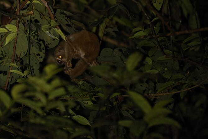 Kubah's Nocturnal Wonders Nighttime Frog Safari - Private groups, weather, and practical limits