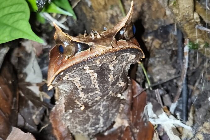 Kubah's Nocturnal Wonders Nighttime Frog Safari - The two-hour search through Kubah National Park