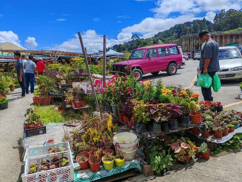Kundasang : ATV Ride, Dairy Farm Visit & Meal Shared Tour - The 45-minute ATV ride near Ranau