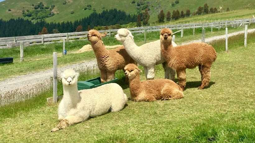 Kundasang: Day Tour with Desa Dairy Farm and Alpaca Club - Meeting the alpacas at Alpaca Club