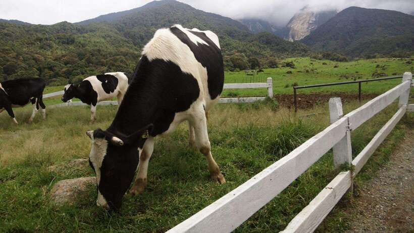 Kundasang: Day Tour with Desa Dairy Farm and Alpaca Club - Returning to the Sabah City Mosque