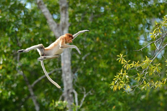Labuk Proboscis, Sepilok, Sun Bear, Sandakan City Tour & Lunch - Lunch keeps the middle of the day easy