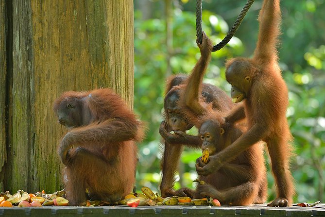 Labuk Proboscis, Sepilok, Sun Bear, Sandakan City Tour & Lunch - One hour with Bornean sun bears