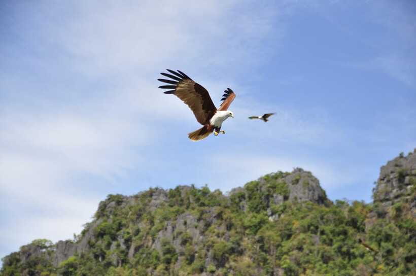 Langkawi: 6-Hour Private Island Highlights Tour - Kilim mangroves and wildlife options