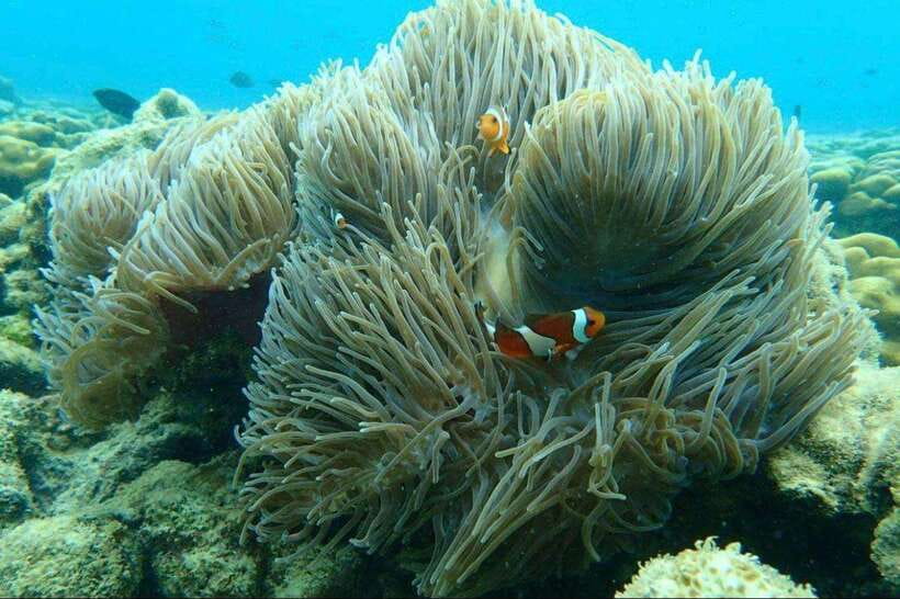 Langkawi: Dangli Island Snorkel and Swim Speedboat Tour - At a Glance: What Makes This Trip Worth Considering