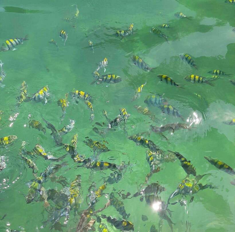 Langkawi: Dangli Island Snorkel and Swim Speedboat Tour - Safety, Comfort, and Small Things That Matter