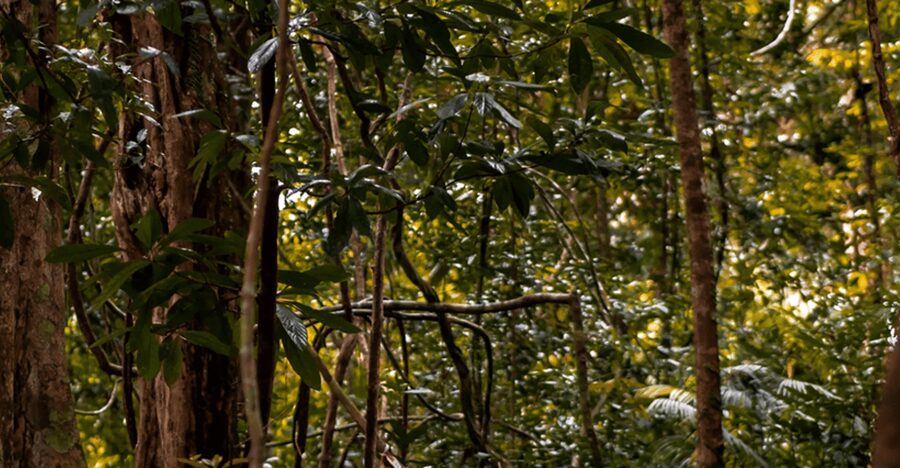 Langkawi: Dream Forest Langkawi Standard Admission Ticket - The biggest practical issue: choosing the right date