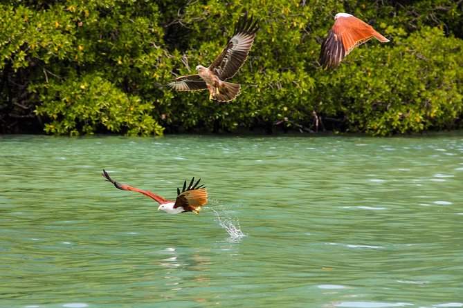 Langkawi Half Day Mangrove Tour - Sharing Basis - Starting at Kilim Geoforest Park