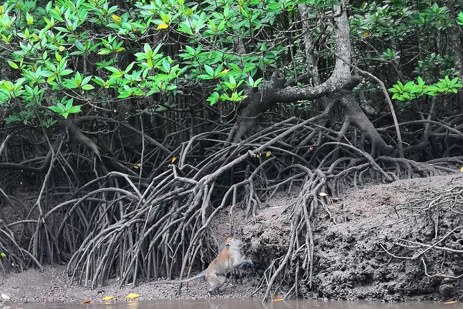 Langkawi Half Day Mangrove Tour - Sharing Basis - Reading the mangroves along Sungai Kilim