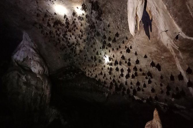 Langkawi Half Day Mangrove Tour - Sharing Basis - Bat Cave and Langkawi’s karst coast