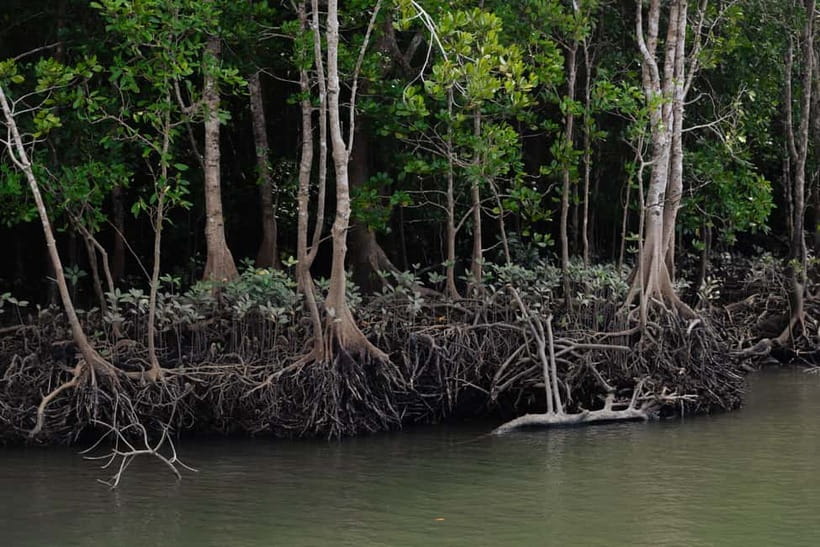 Langkawi: Kilim Geopark Mangrove Tour with Eagle Watching - A low-cost route into Kilim Geopark