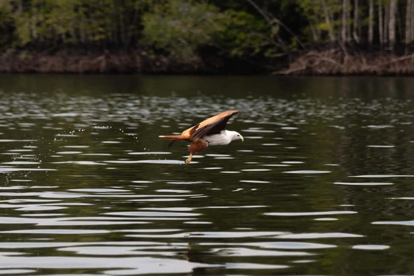 Langkawi: Kilim Geopark Mangrove Tour with Eagle Watching - Cruising through the mangrove river