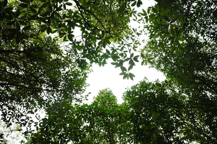 Langkawi: Kilim Geopark Mangrove Tour with Eagle Watching - The Bat Cave and the small extra fee